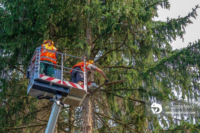 Baumfällarbeiten mit dem Hubsteiger, Arbeiter auf Hebebühne bei der Baumpflege