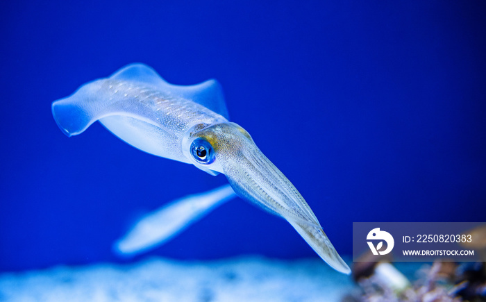 鱿鱼在水族馆游泳