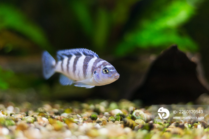 Kenyi cichlid Maylandia lombardoi aquarium fish