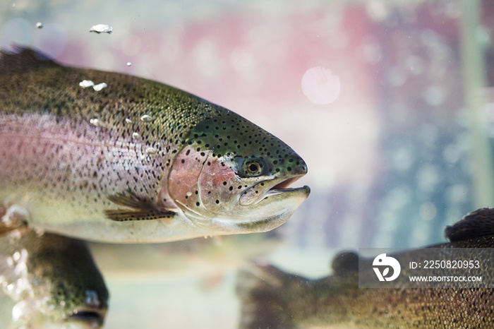 Steelhead trout or Rainbow trout close-up floating under water background