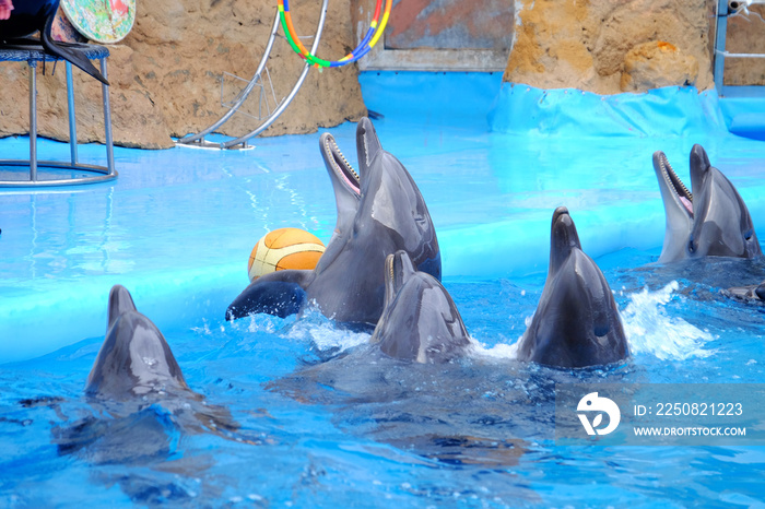 Cute dolphins in the dolphinarium