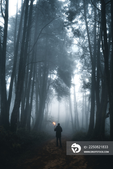 Misty forest,Fog and pine forest in the winter tropical forest,Fog and pine