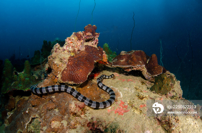 斑海蓝，Laticouda colubrina