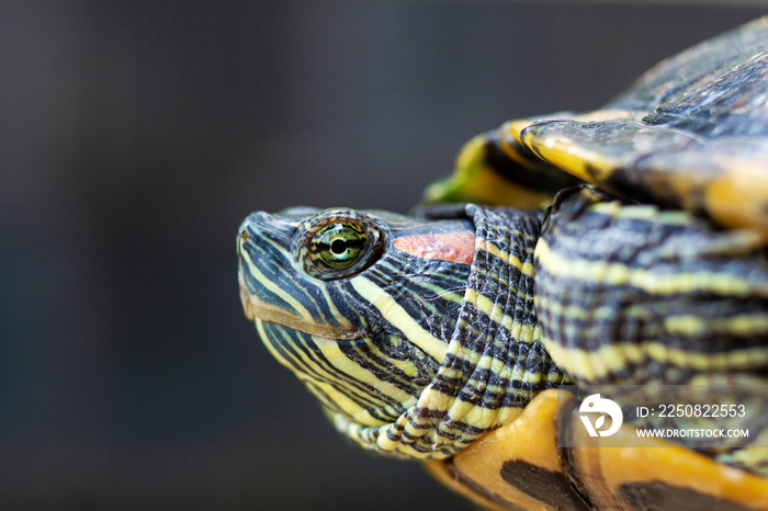 红耳Terrapin-Trachemys scripta elegans。夏日阳光下的红耳滑龟