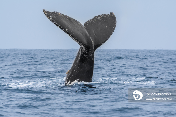 厄瓜多尔马查利拉国家公园的座头鲸