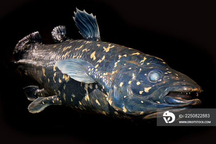 latimeria fish isolated