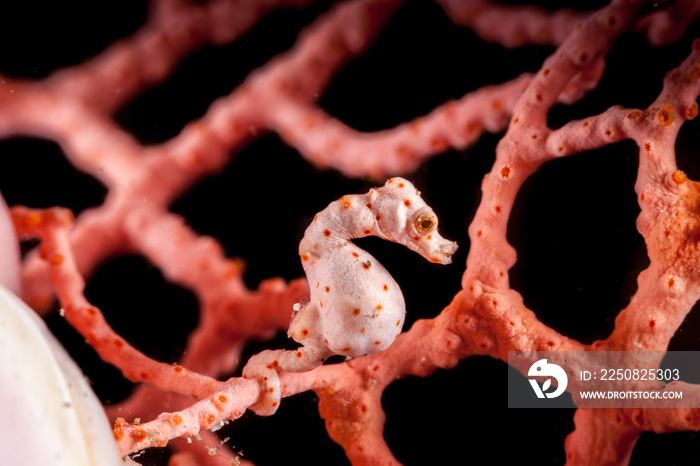 Pregnant Hippocampus denise, also known as Denises pygmy seahorse