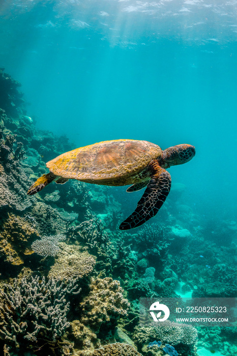野生海龟在五彩缤纷的珊瑚礁中自由游动