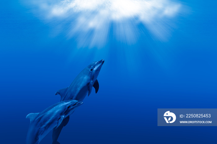 two wild dolphins playing in sunrays underwater in blue