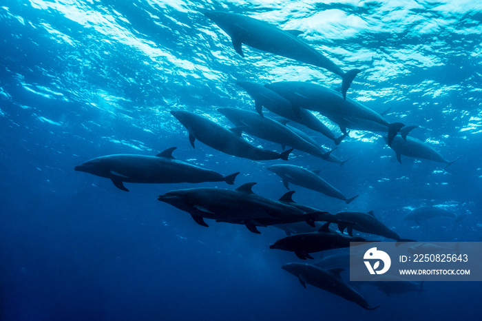 加拉帕戈斯的瓶鼻海豚（tursiops truncatus）。