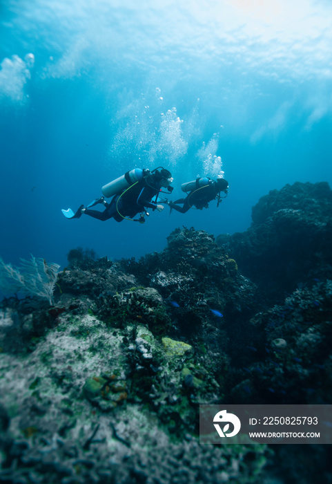 divers scuba diving around the coral reef