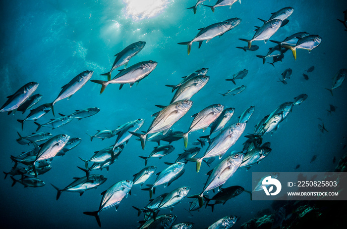 School of silver pelagic fish swimming in the clear blue water with sun rays shining through the sur