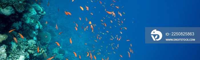 埃及红海的珊瑚礁。有鱼和珊瑚礁的水下景观。