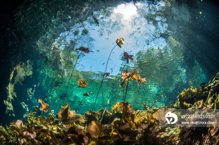 在墨西哥尤卡坦的Cenote Nicte Ha潜水