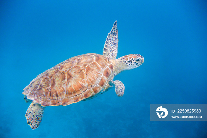 绿色海龟（Chelonia mydas）在巴巴多斯蓝色海洋中游泳的水下景观