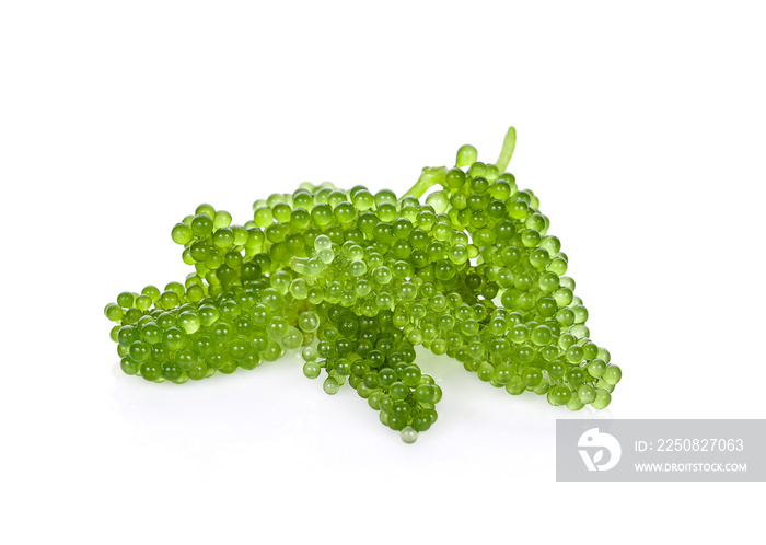 Sea grapes ( green caviar ) seaweed on white backgroun