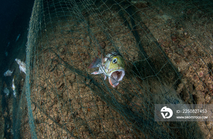 Ghost fishing nets are killing thousands of marine animals in our seas.