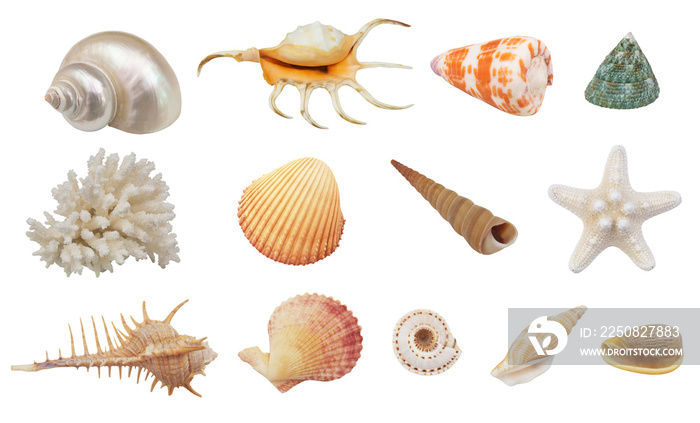 Collection of seashells and starfish and coral isolated on white background