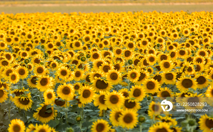 Sunflowers field near Arles  in Provence, France