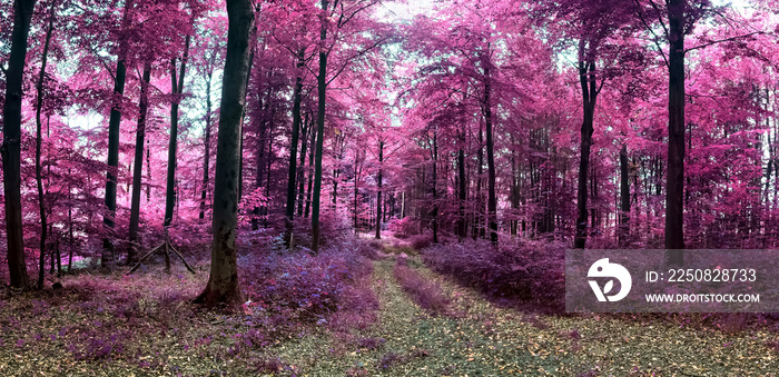 Beautiful pink and purple infrared panorama of a countryside forest landscape.