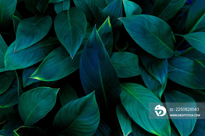 closeup nature view of green leaf in garden, dark wallpaper concept, nature background, tropical lea