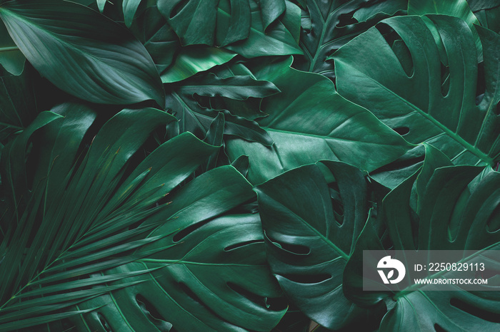 closeup nature view of green monstera leaf and palms background. Flat lay, dark nature concept, trop