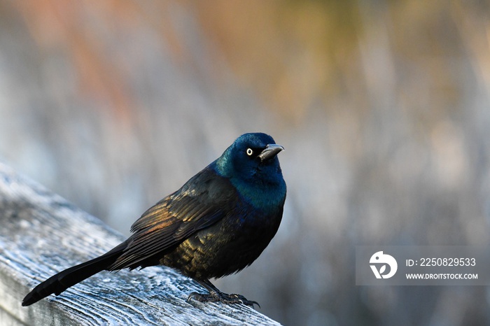 Beautiful shot of a grackle bird on the wooden log in the forest