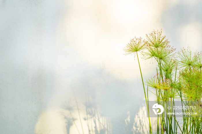 Nature background, Papyrus or Paper reed tree in Sunlight on Blur White Wall background