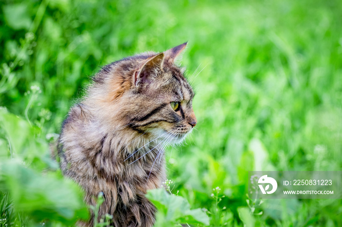 A fluffy striped cat on the background of a green grass in the garden looks aside_