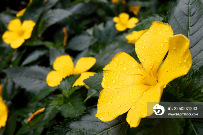 Damiana trees, yellow flower and green leaves , droplets are on yellow petals.