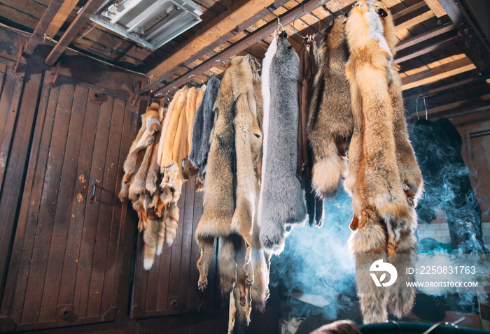 Animal fur.  foxes, raccoon, wolf, beaver, mink, nutria hanging after processing.