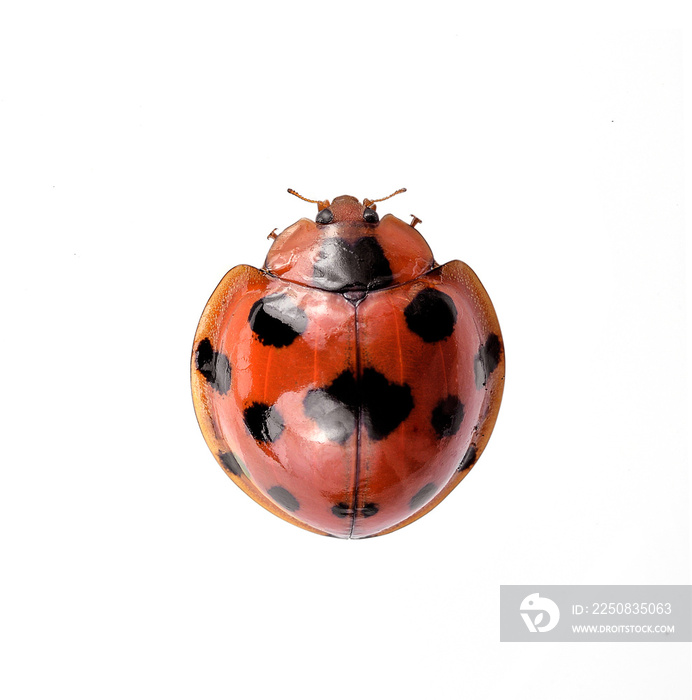 Ladybug insect isolated on white background