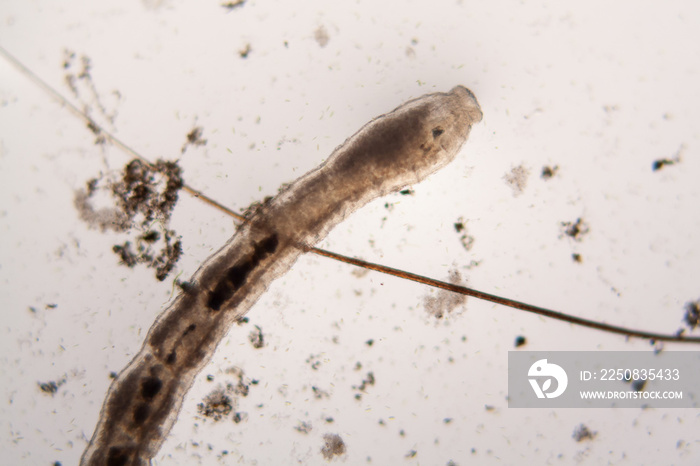 Microscopic organisms from the pond water. Nematode - details