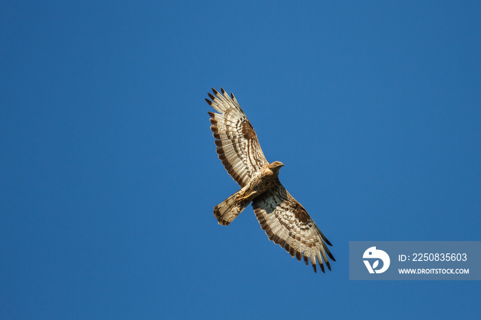 Halcón abejero, europeo, en vuelo. Pernis apivorus.