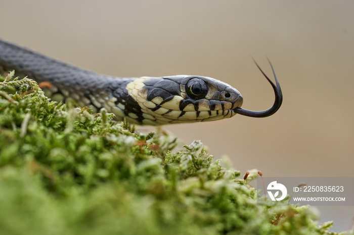 The Grass snake Natrix natrix in Czech Republic