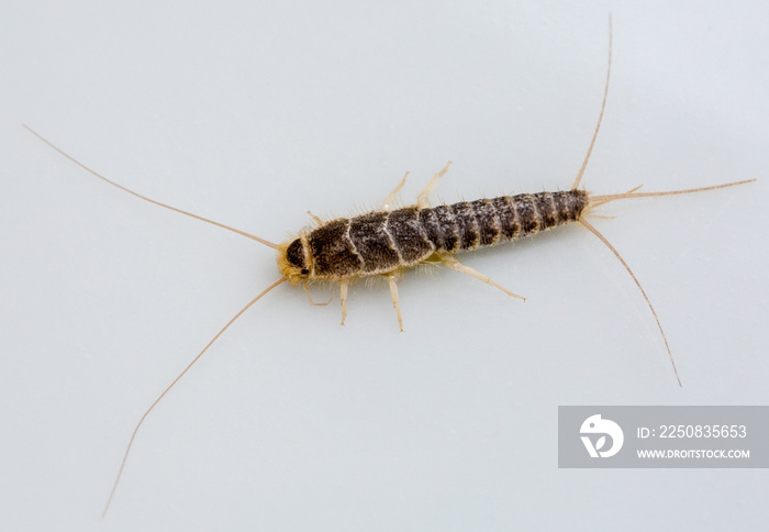 Macrophotographie insecte - Poisson dargent - Lepisma saccharina - Zygentomes