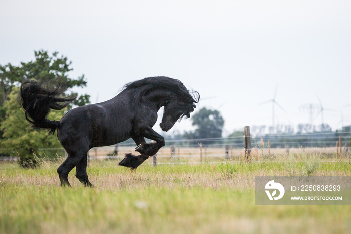 Pferd schwarzer Friese auf der weide imposanter schöner Hengst groß und kraftvolle Bewegung Buckelt 