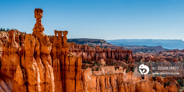 Die Orange leuchtenden  Hoodoo´s  des Bryce Canyon Nationalpark in den USA.