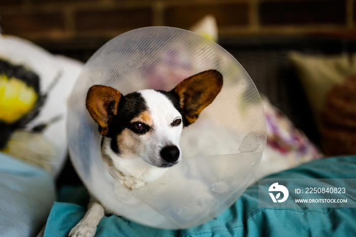 一只Jack Russell cross Papillon小狗在手术后戴着保护锥