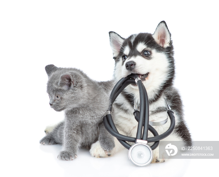 Playful Siberian Husky puppy with stethoscope on his neck and gray kitten sit together. isolated on 