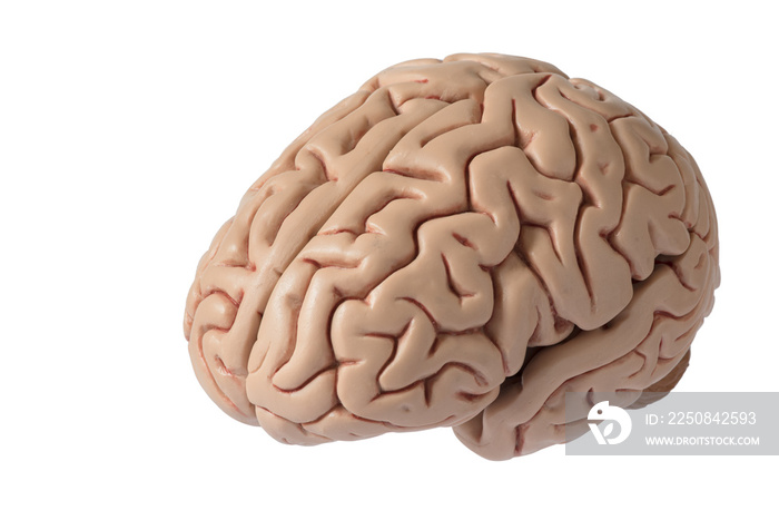 Artificial human brain model