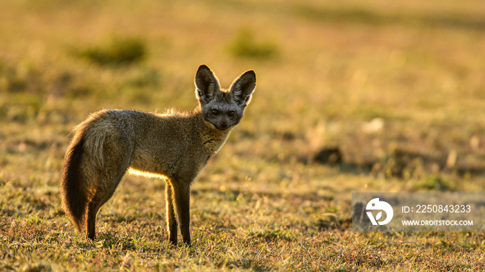 Bat eared fox shot in backlit during morning in Maasai Mara, Kenya.