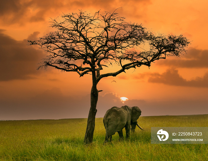 一头孤独的非洲大象和一棵春天的相思树，马赛马拉大草原上的绿草，柯