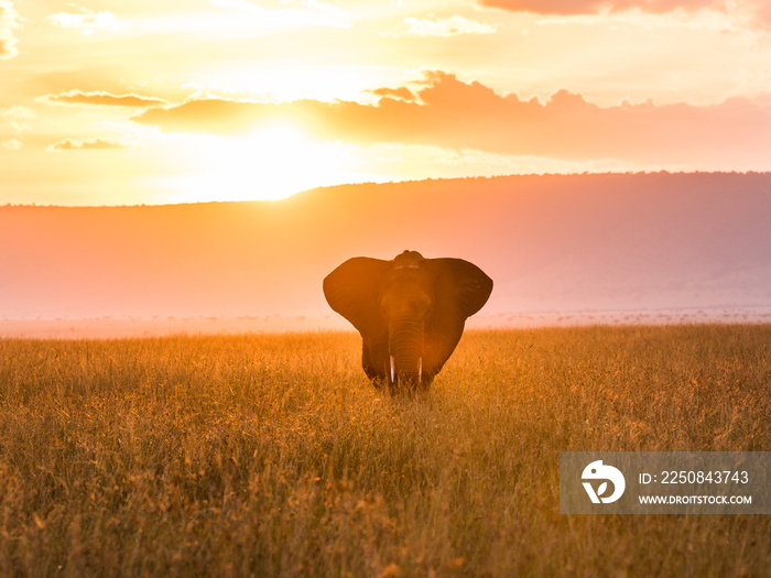 A single elephant in the Masai Mara while sunset