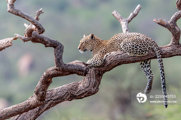 Leopard during hunting in Masai Mara, Kenya..