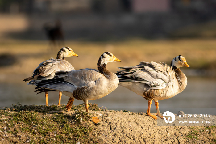 bar headed goose family or flock in an open field or grassland during winter migration at forest of 