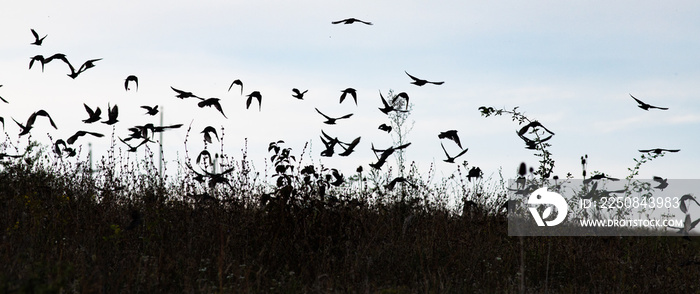 bird silhouettes flying away banner