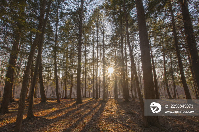透过马萨诸塞州西部伯克郡山脉的松树欣赏日落。