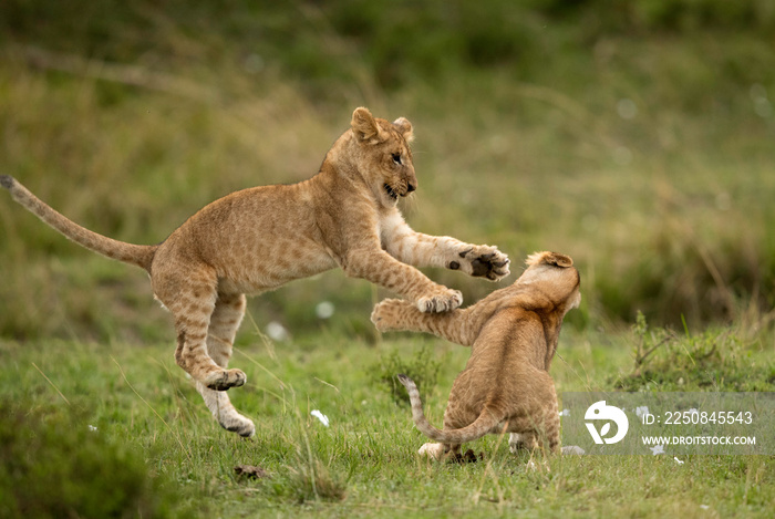 马赛马拉大草原上的狮子幼崽玩耍