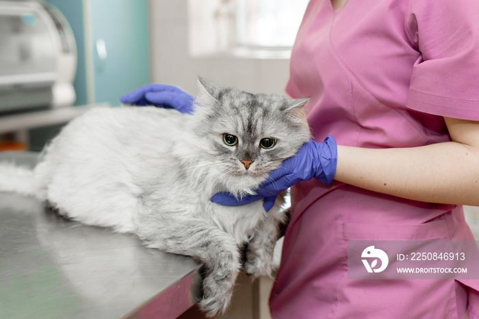 young woman professional veterinarian strokes a big gray cat on table in veterinary clinic